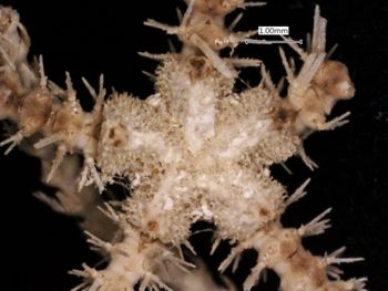Media type: image; Invertebrate Zoology OPH-2012